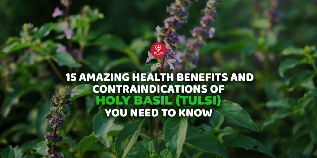Benefits of holy basil