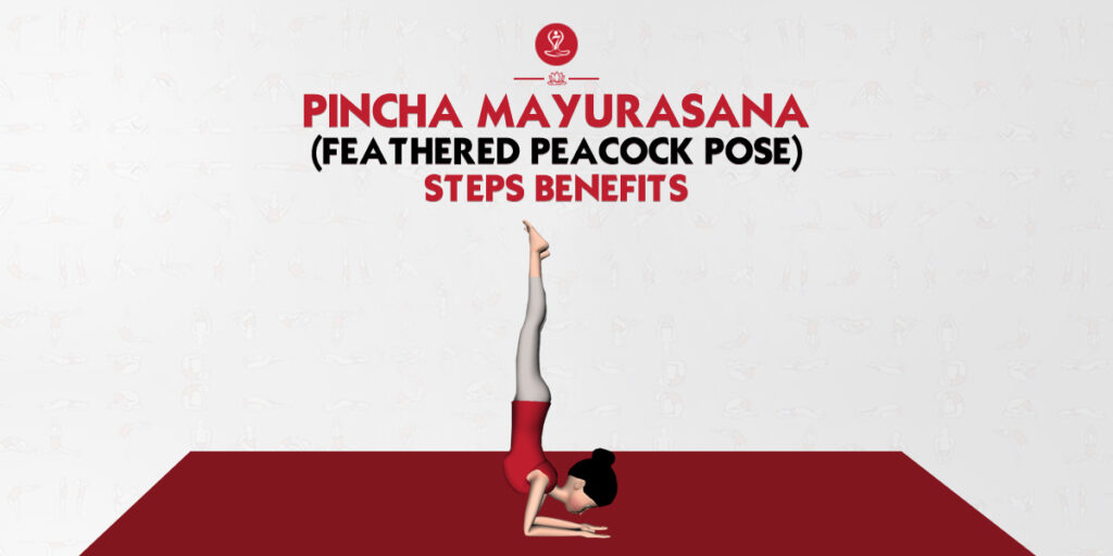 Pincha Mayurasana