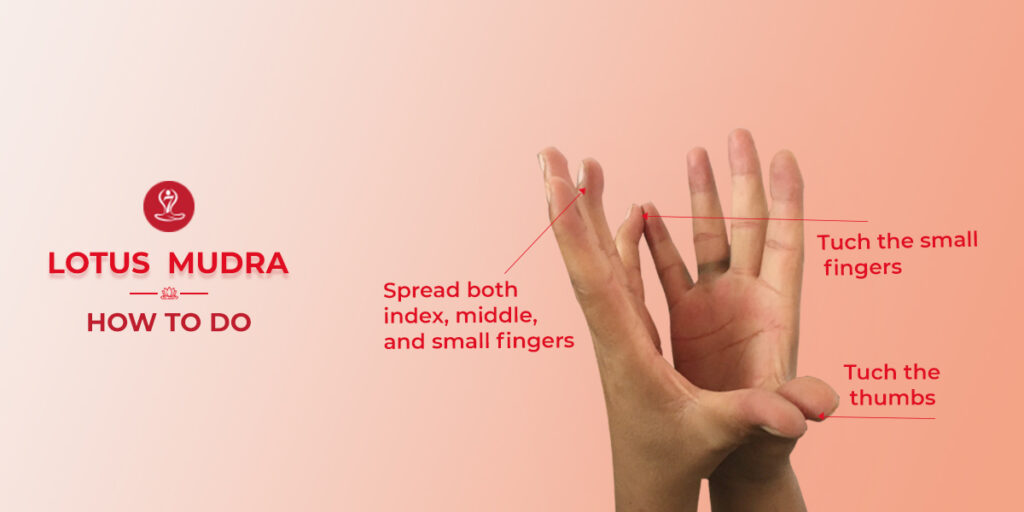 Lotus Mudra