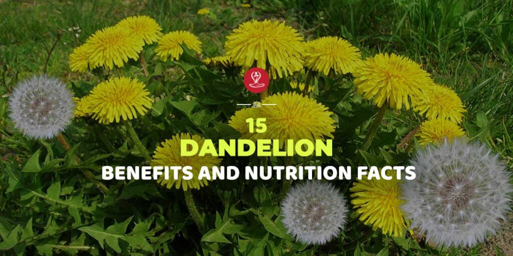 benefits of dandelion