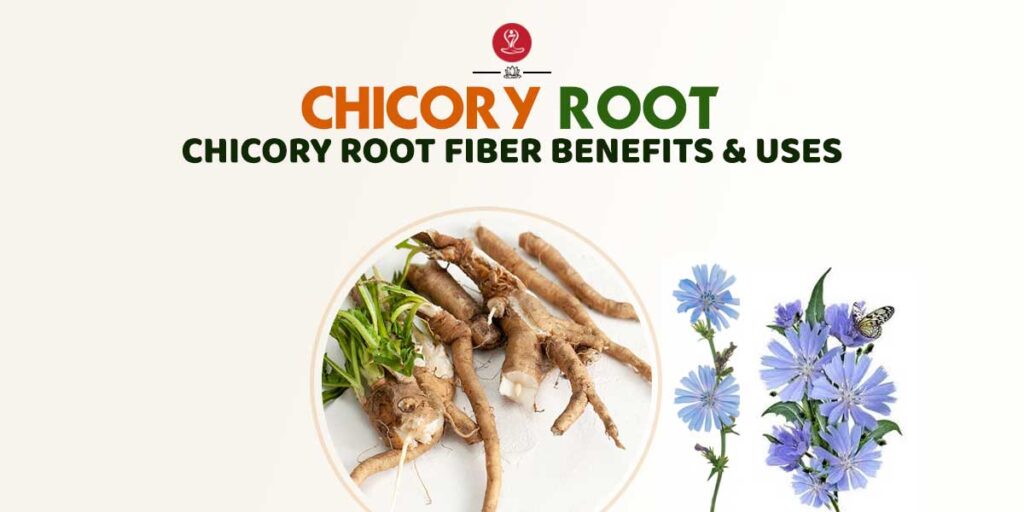 chicory root