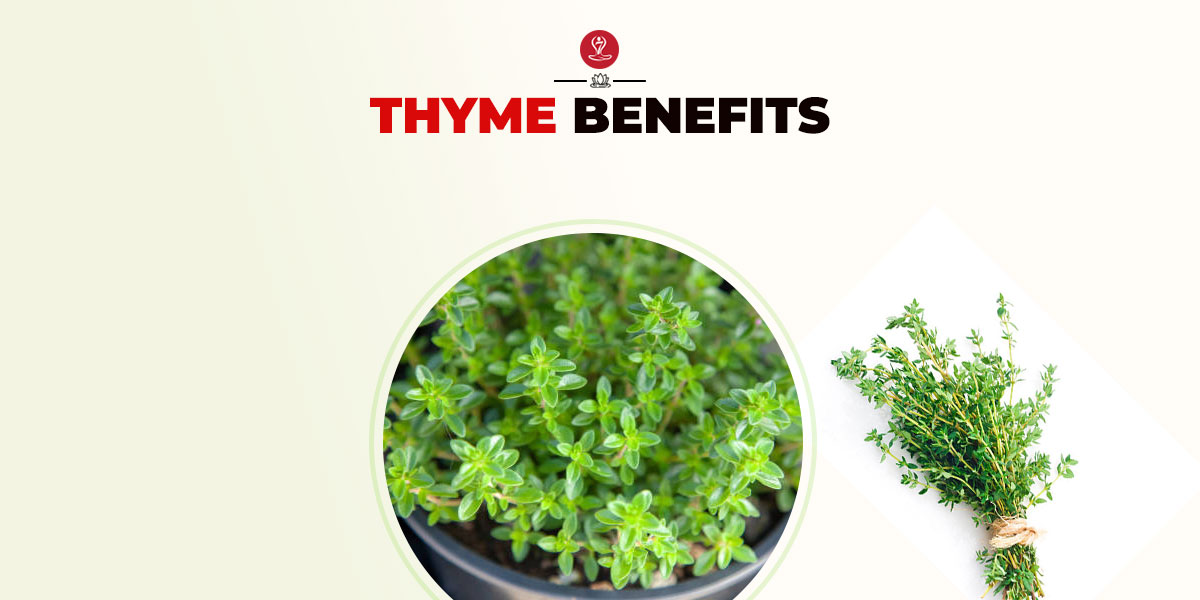 Thyme Benefits