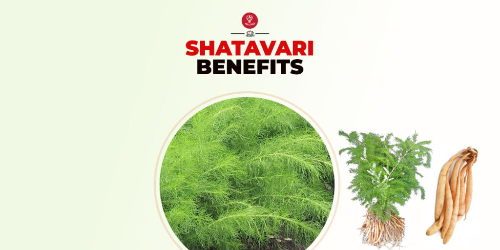 Shatavari Benefits
