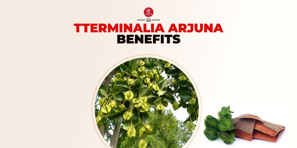 Benefits Of Terminalia Arjuna