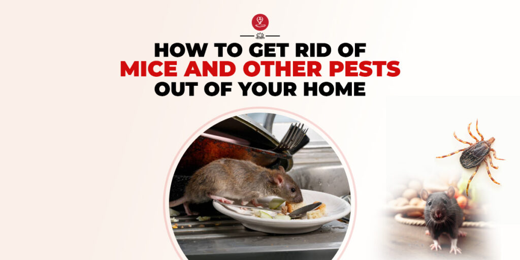 Get Rid of Mice