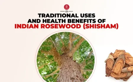 Indian Rosewood Shisham tree growing naturally in India
