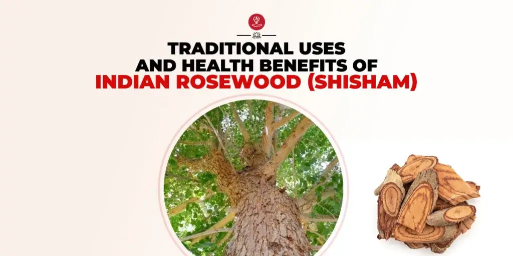Indian Rosewood Shisham tree growing naturally in India