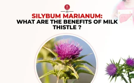 Fresh milk thistle plant growing naturally in a field.