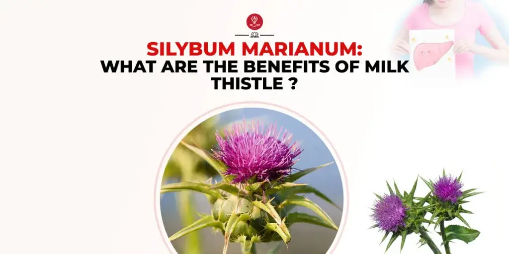 Fresh milk thistle plant growing naturally in a field.