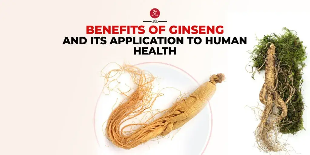 Fresh ginseng roots displayed on a wooden surface with green leaves.