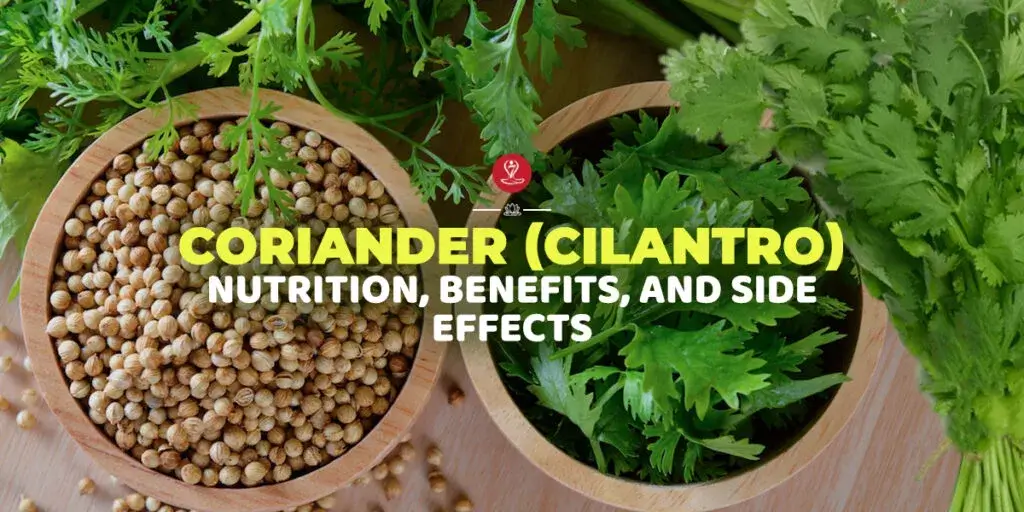 Fresh cilantro (coriander leaves) with nutrition facts, health benefits, side effects, and culinary uses.