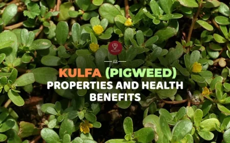 Fresh Kulfa leaves with nutritional benefits