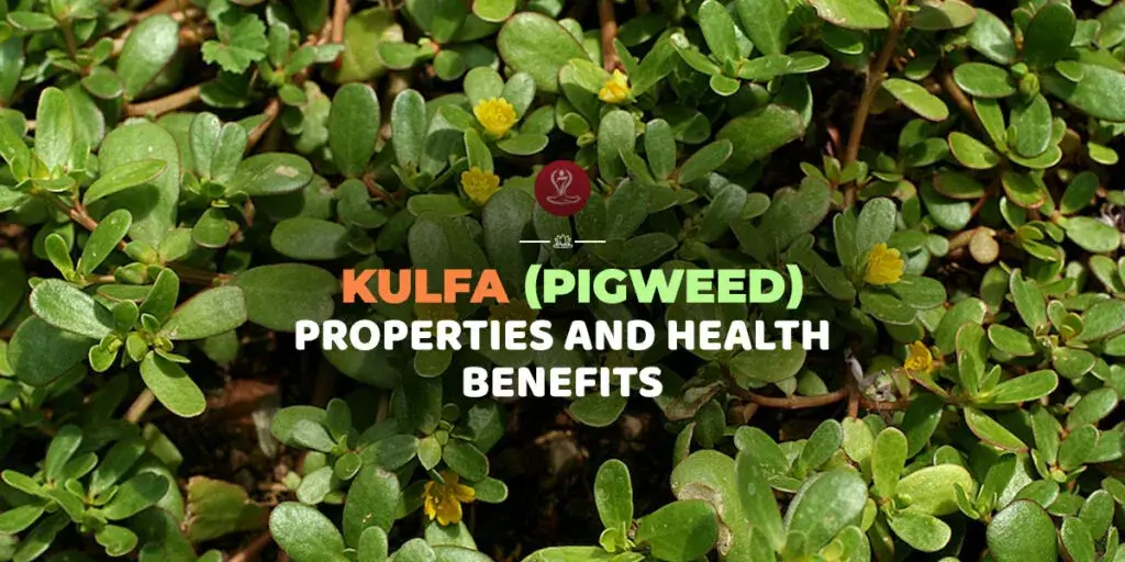 Fresh Kulfa leaves with nutritional benefits