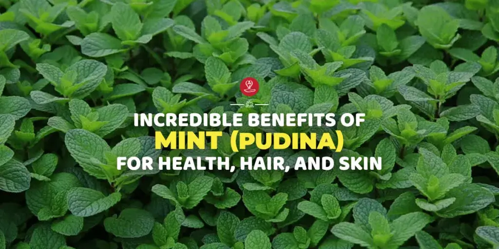 Fresh mint leaves with natural health benefits