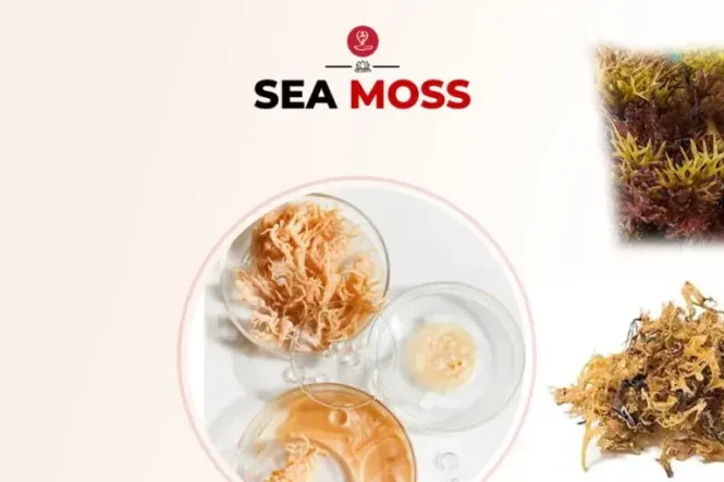Raw sea moss for health and nutrition