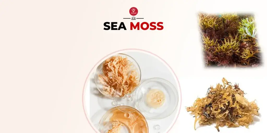 Raw sea moss for health and nutrition