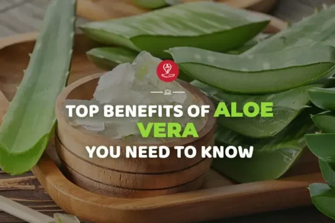 Fresh aloe vera plant showing natural health and skincare benefits