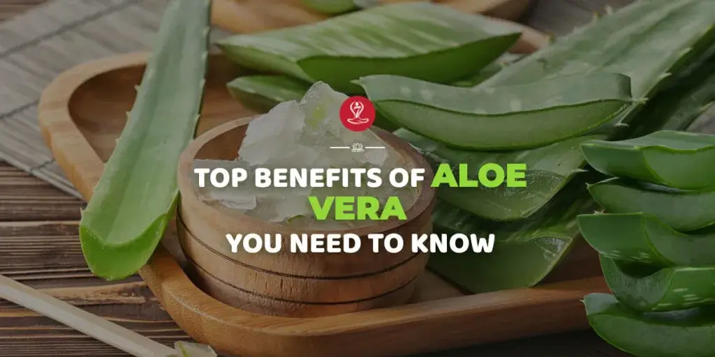 Fresh aloe vera plant showing natural health and skincare benefits