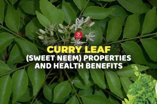 Fresh green curry leaves (Sweet Neem/Kadi Patta) arranged with traditional Ayurvedic herbs and spices, highlighting their nutritional properties and health benefits for digestion, hair care, metabolism, and overall wellness.