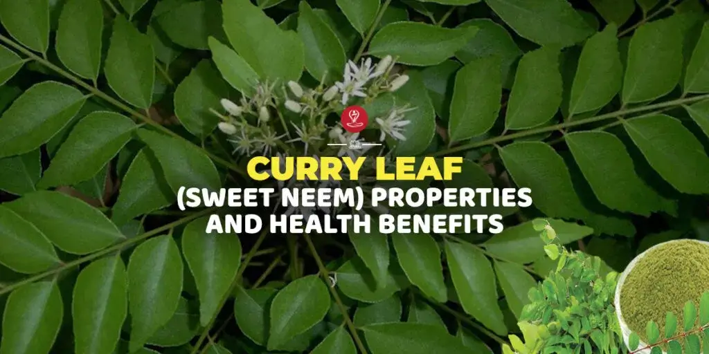 Fresh green curry leaves (Sweet Neem/Kadi Patta) arranged with traditional Ayurvedic herbs and spices, highlighting their nutritional properties and health benefits for digestion, hair care, metabolism, and overall wellness.