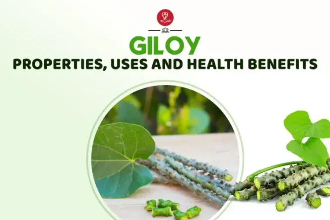 Fresh Giloy (Guduchi) vine and stems displayed alongside Ayurvedic herbs, illustrating the traditional health benefits, properties, and uses of Giloy for immunity, digestion, and overall wellness.