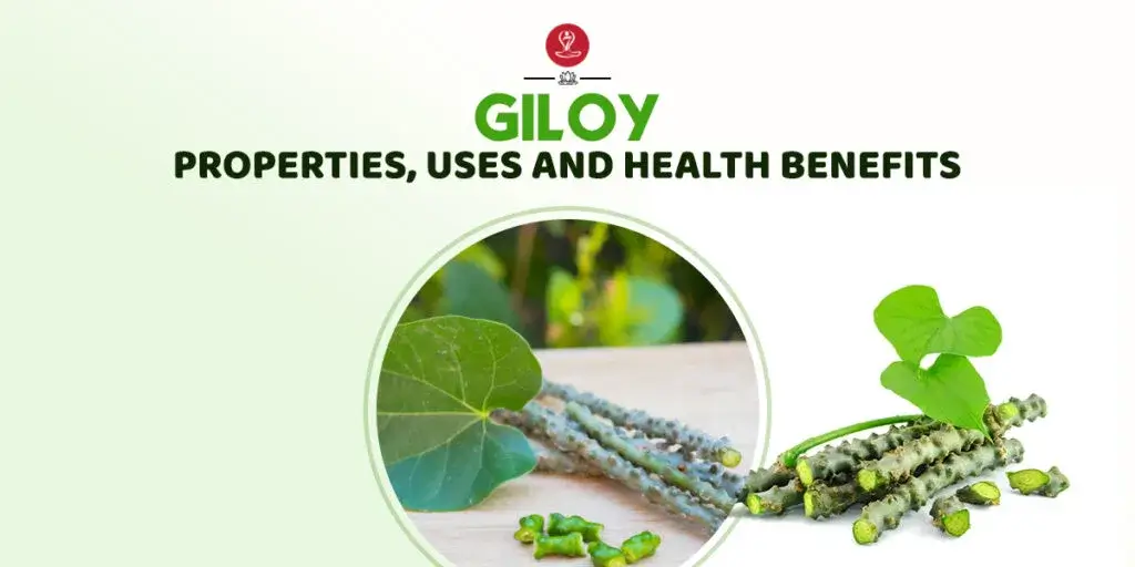 Fresh Giloy (Guduchi) vine and stems displayed alongside Ayurvedic herbs, illustrating the traditional health benefits, properties, and uses of Giloy for immunity, digestion, and overall wellness.