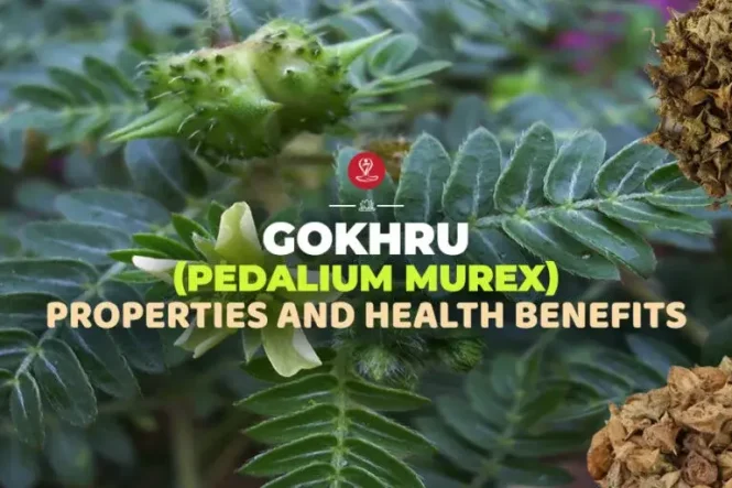Gokhru (Pedalium murex) herb displaying Ayurvedic properties and health benefits.