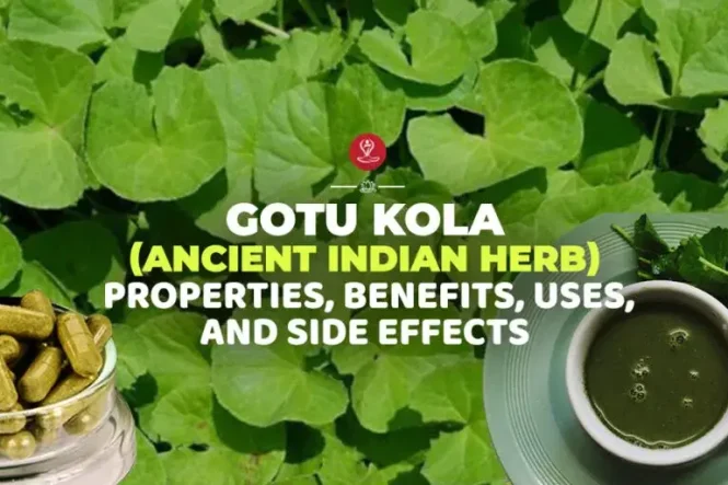 Gotu Kola herb leaves showing traditional Ayurvedic health benefits
