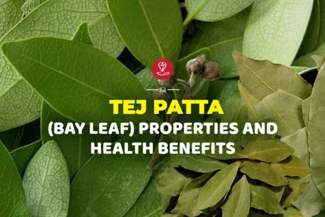Tej Patta bay leaves displaying Ayurvedic properties and health benefits.