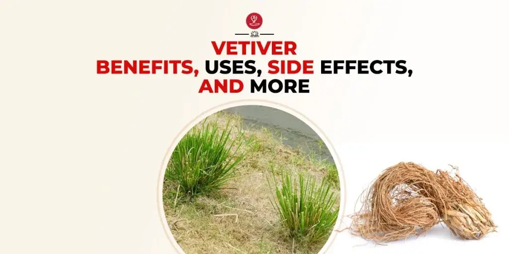 Fresh vetiver roots used in Ayurvedic medicine for cooling and calming health benefits.