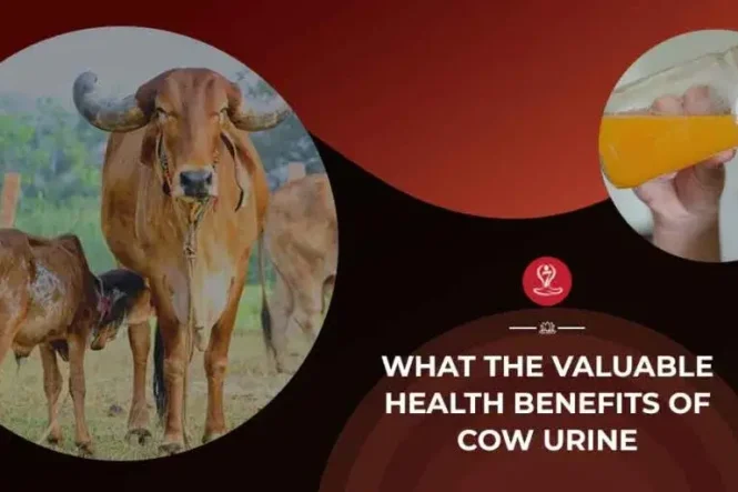 Traditional Ayurvedic cow urine (Gomutra) wellness infographic showing benefits, uses, safety tips, digestive support, immunity support, and Ayurvedic health practices.
