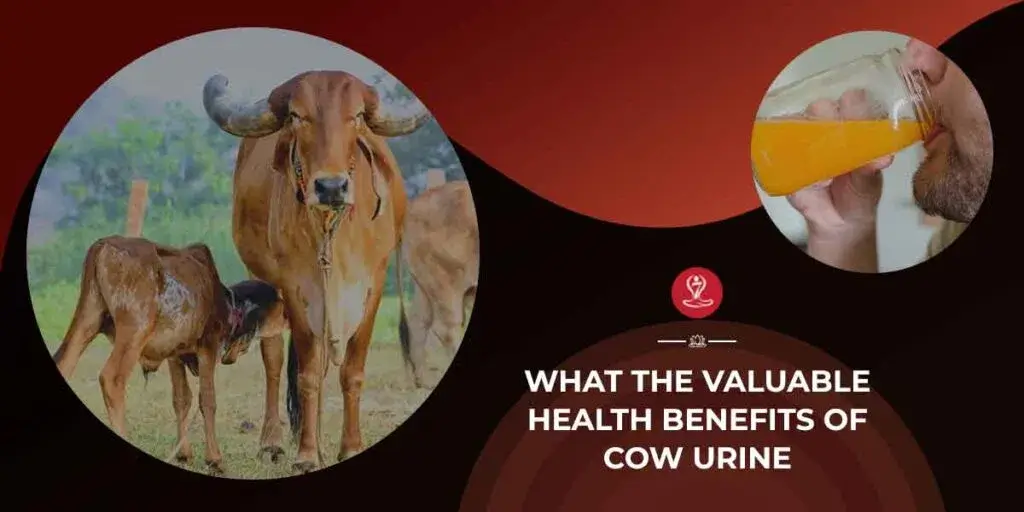 Traditional Ayurvedic cow urine (Gomutra) wellness infographic showing benefits, uses, safety tips, digestive support, immunity support, and Ayurvedic health practices.