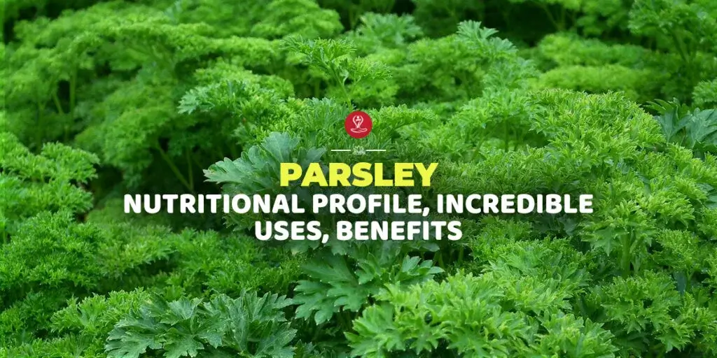 Fresh parsley leaves in a wooden bowl highlighting parsley nutrition facts, health benefits, digestive support, immune health, antioxidant properties, and overall wellness.