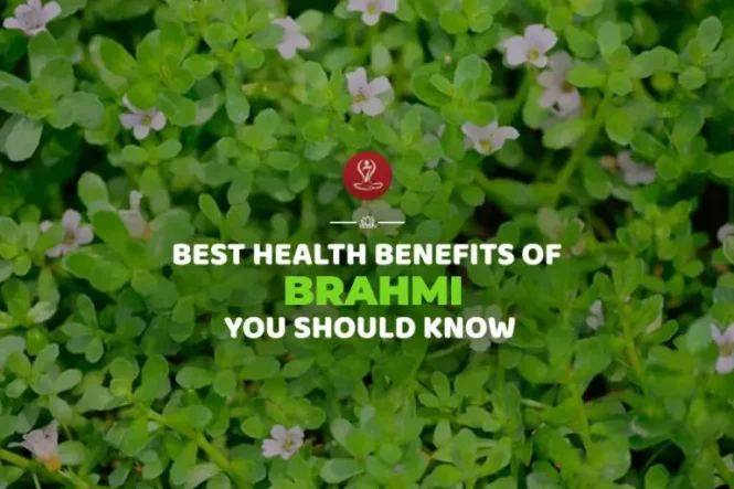 Fresh Brahmi (Bacopa monnieri) herb leaves displayed with Ayurvedic ingredients, highlighting natural brain health, memory support, focus enhancement, and overall wellness benefits.