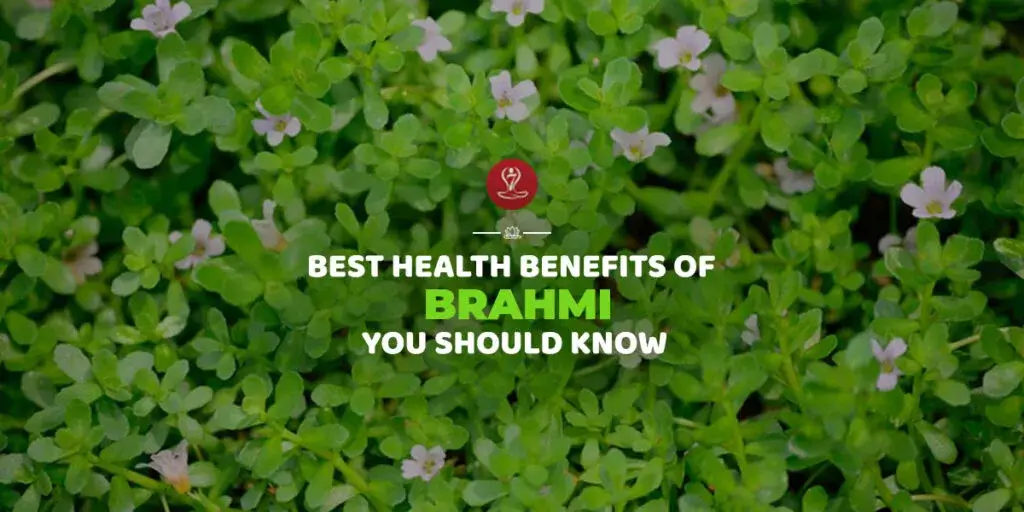 Fresh Brahmi (Bacopa monnieri) herb leaves displayed with Ayurvedic ingredients, highlighting natural brain health, memory support, focus enhancement, and overall wellness benefits.