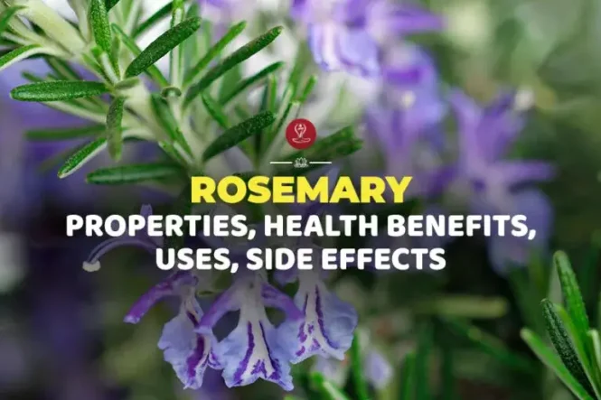 Fresh rosemary sprigs with herbal tea and essential oil illustrating rosemary benefits for memory, focus, digestion, hair health, and overall wellness naturally.