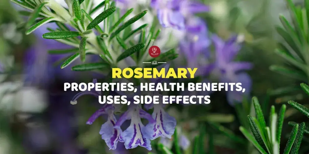 Fresh rosemary sprigs with herbal tea and essential oil illustrating rosemary benefits for memory, focus, digestion, hair health, and overall wellness naturally.