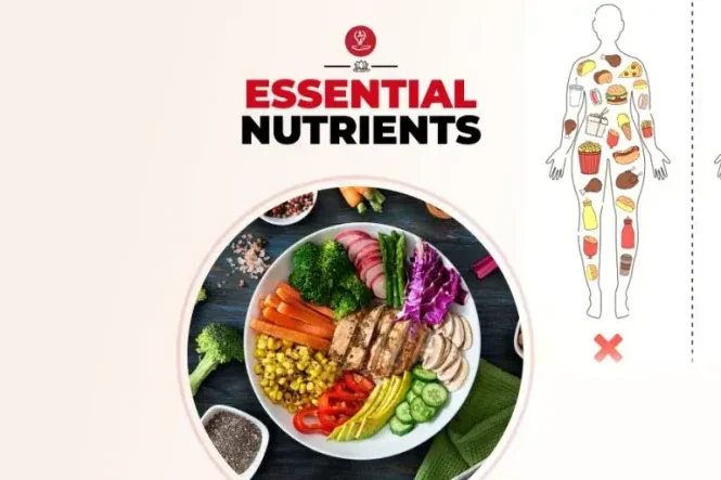 Healthy nutrient-rich foods including fruits, vegetables, whole grains, nuts, seeds, legumes, eggs, fish, and healthy fats displayed on a colorful table representing essential nutrients for overall health.
