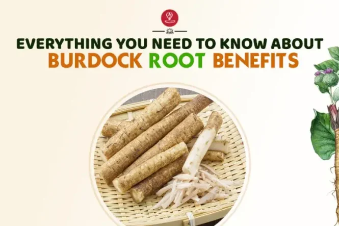 Fresh burdock roots with herbal tea and natural ingredients displayed on a wooden surface, representing digestive health, skin wellness, detoxification support, immunity, and traditional herbal medicine benefits.