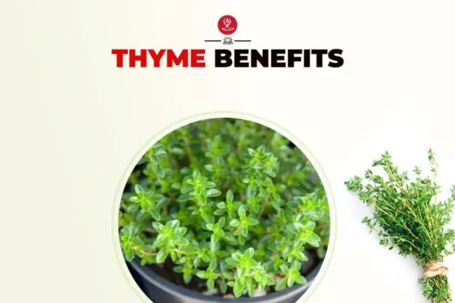 Fresh thyme herb leaves on a wooden table