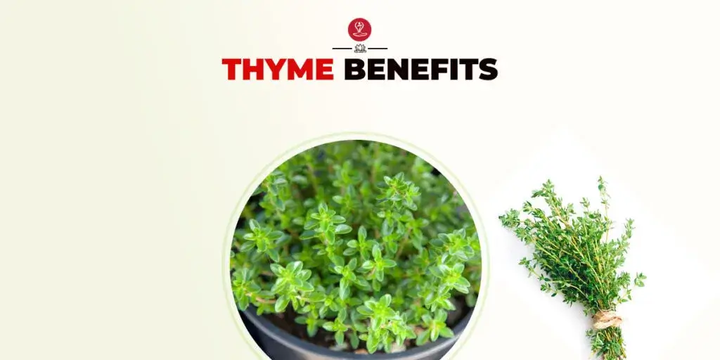 Fresh thyme herb leaves on a wooden table