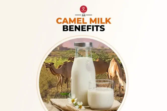 Glass of fresh camel milk with health benefits and nutrition facts.