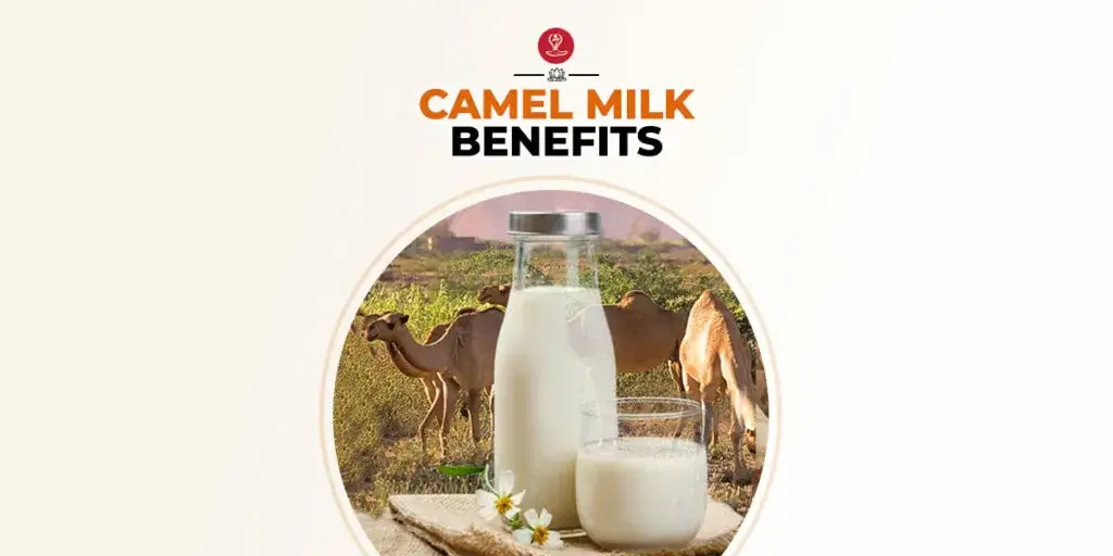 Glass of fresh camel milk with health benefits and nutrition facts.