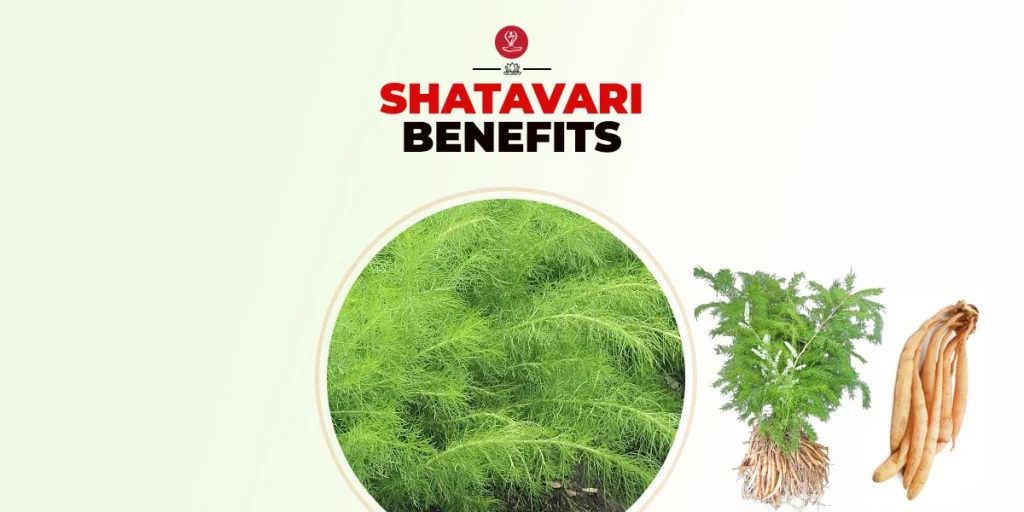 Shatavari: How To Use, Benefits, Safety