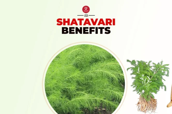 Shatavari: How To Use, Benefits, Safety